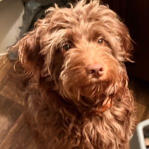 Meet your Posher, Sharell